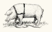 Trüffelschwein