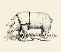 Trüffelschwein